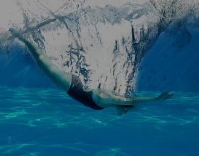 選手コースの様子